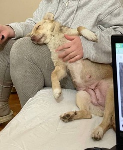 Невеличка собачка Клевер шукає люблячу і надійну родину!