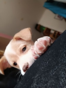 Цуценята від маленької мами!