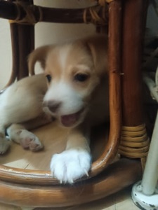 Цуценята від маленької мами!