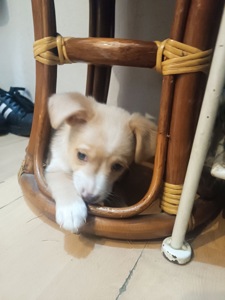 Цуценята від маленької мами!