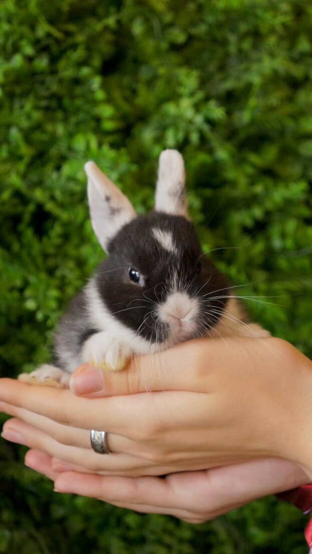 Нідерландський карлик - міні кролик
