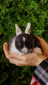 Нідерландський карлик - міні кролик