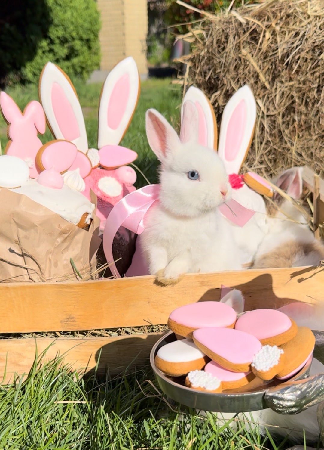 порода Гермелін карлик кролик міні