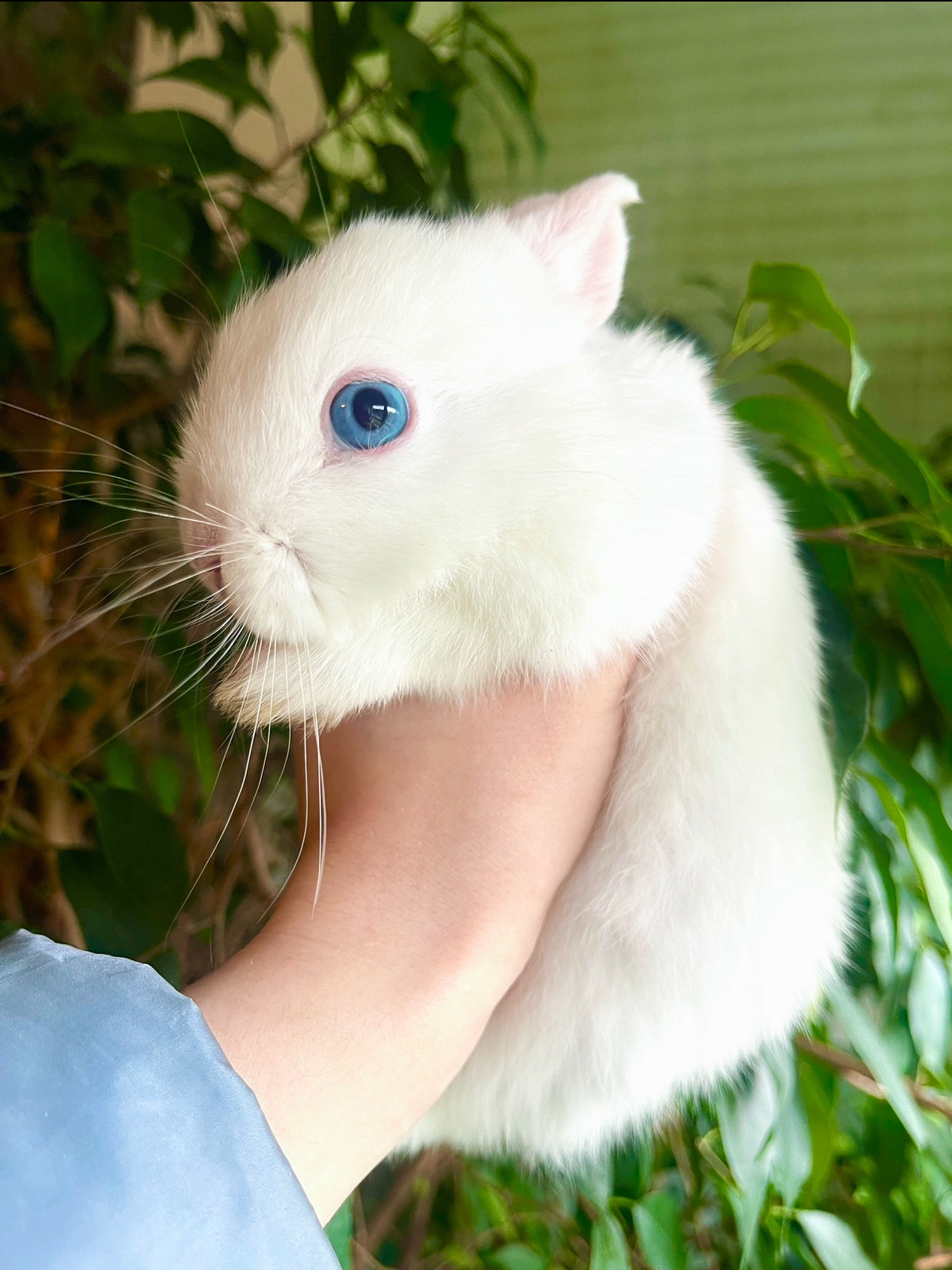 порода Гермелін карлик кролик міні