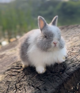 Нідерландський карлик, супер міні!