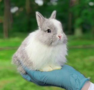 Нідерландський карлик, супер міні!