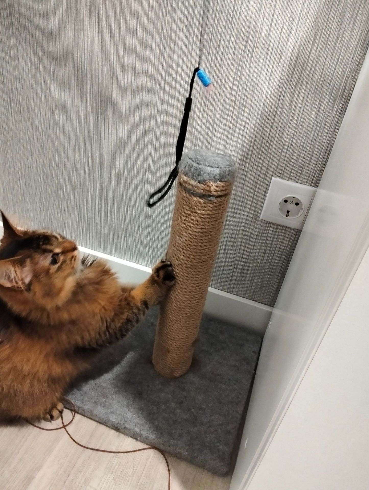 Кошеня сомалі