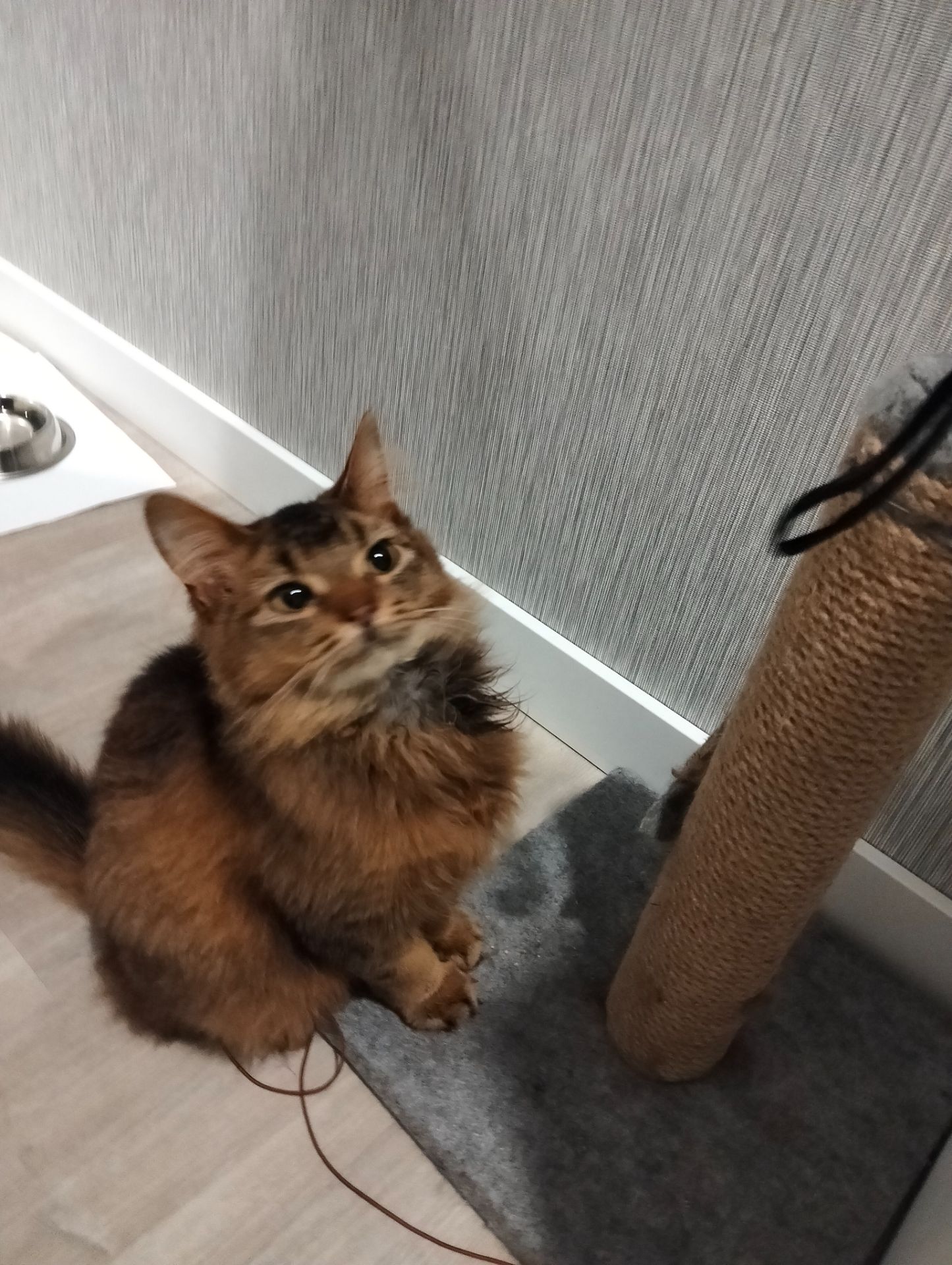 Кошеня сомалі