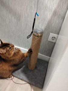 Кошеня сомалі