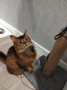 Кошеня сомалі