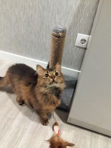 Кошеня сомалі