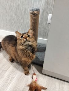 Кошеня сомалі