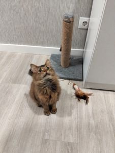 Кошеня сомалі