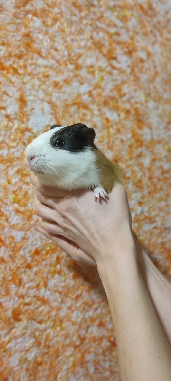 Морська свинка (три кольори)