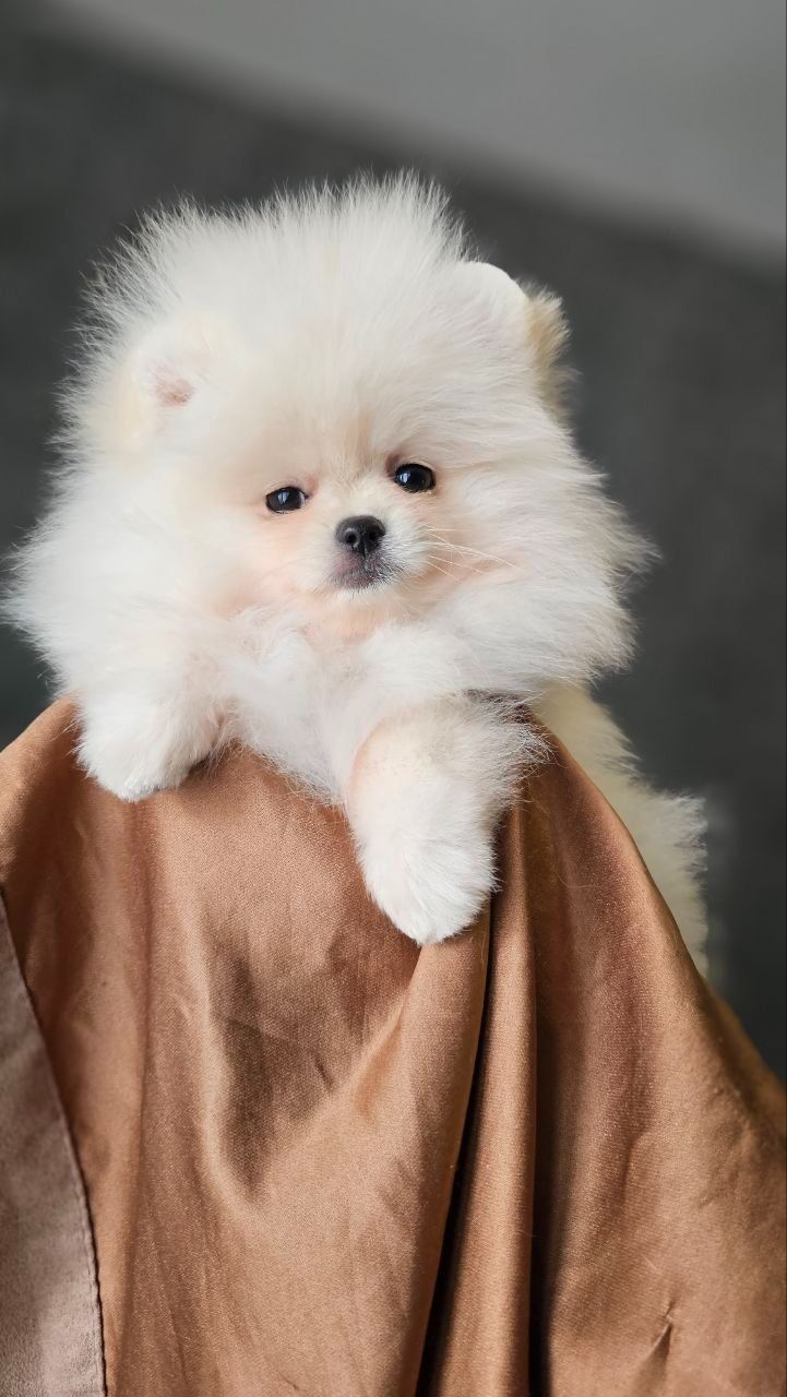 Маленьке пухнасте щастя, шукае родину