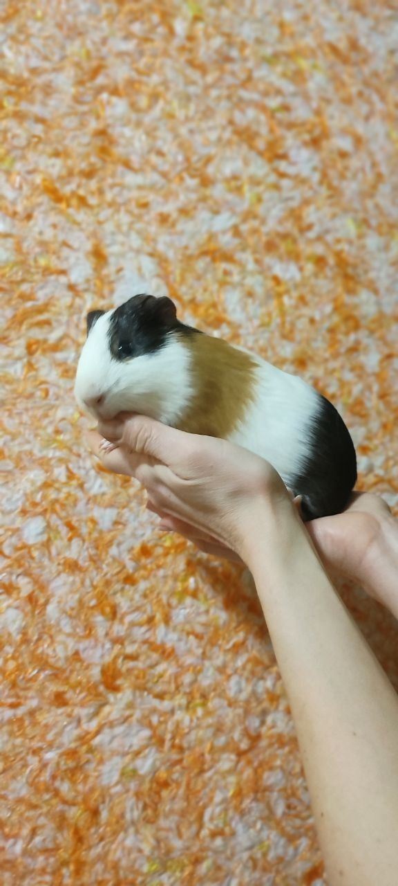 Морська свинка (три кольори)