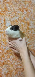 Морська свинка (три кольори)