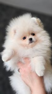 Маленьке пухнасте щастя, шукае родину