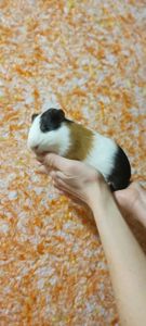 Морська свинка (три кольори)