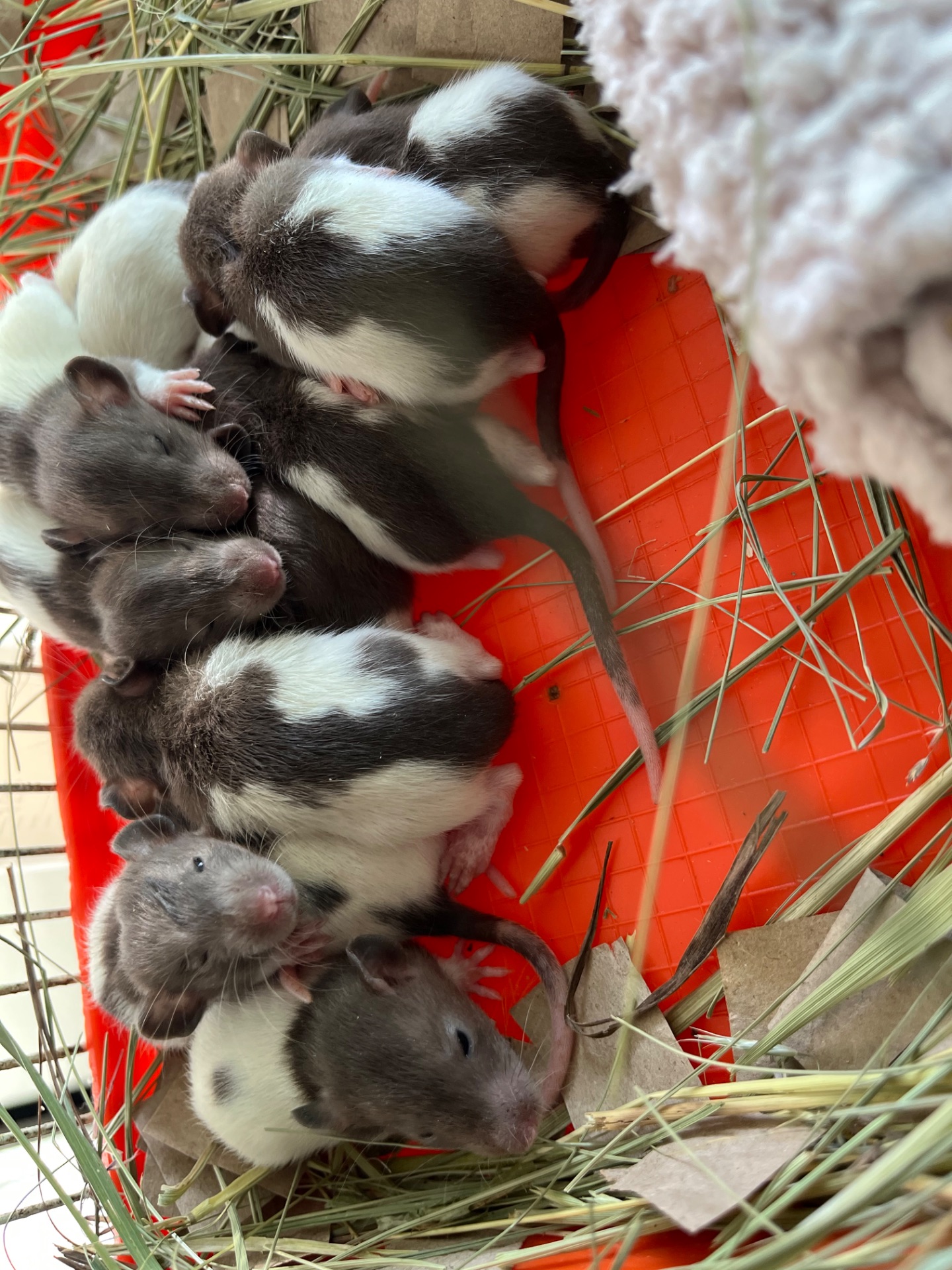 Дамбо чистокровні, ласкаві, ручні, повністю здорові