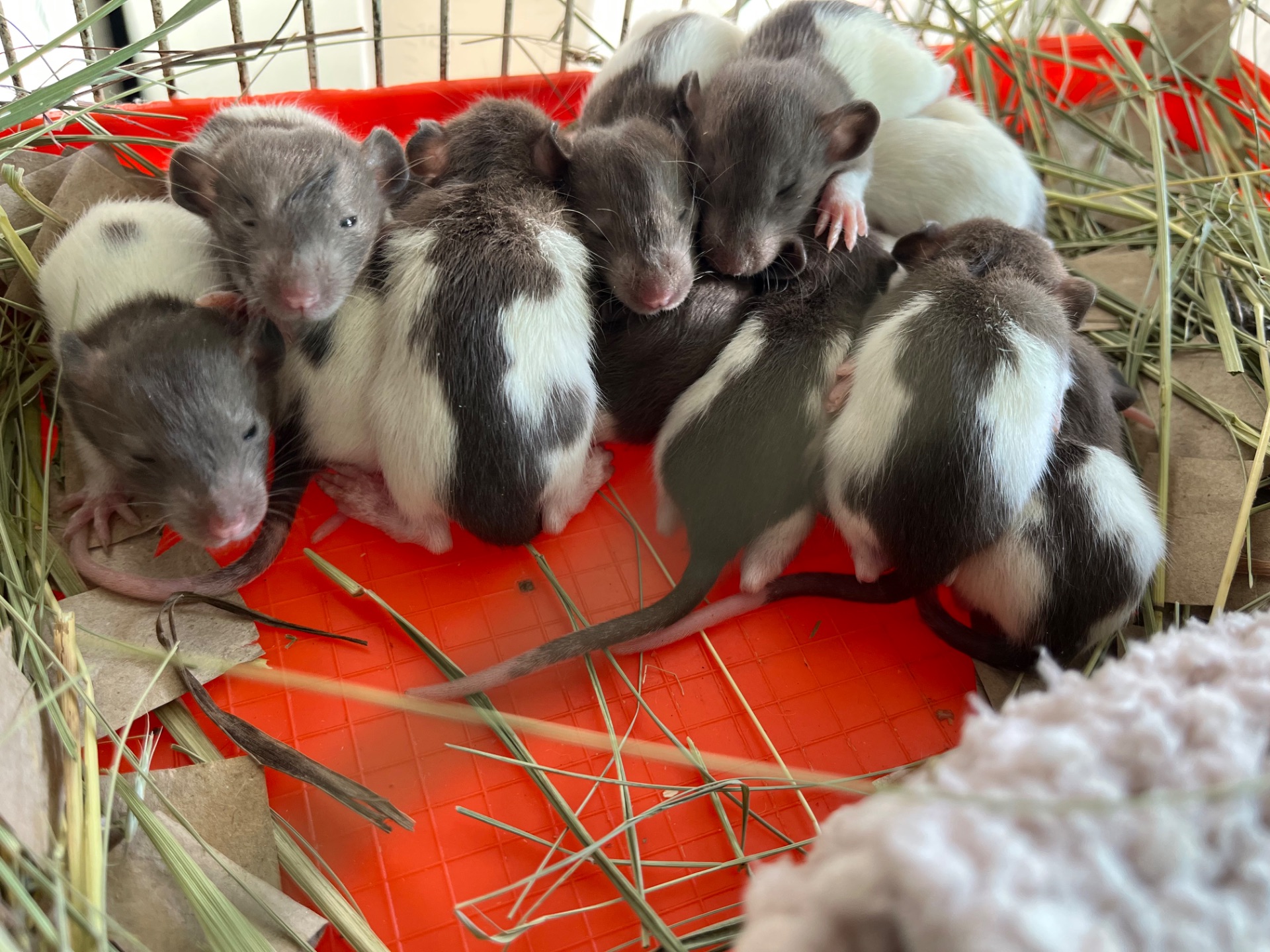 Дамбо чистокровні, ласкаві, ручні, повністю здорові