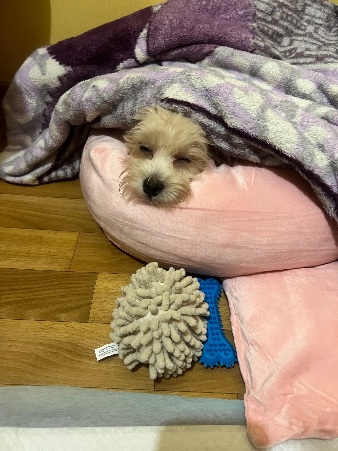 Собака Мальтіпу 5 місяців