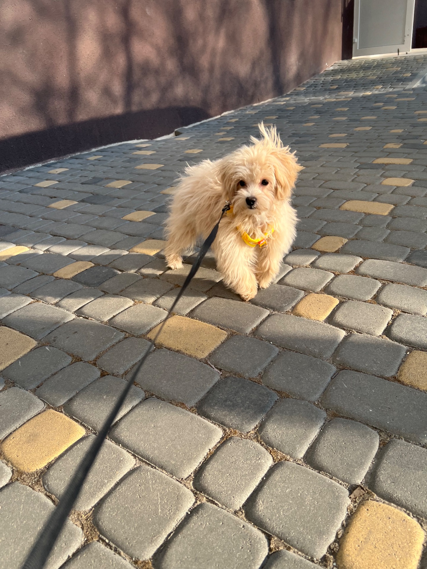 Собака Мальтіпу 5 місяців