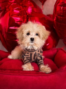 Собака Мальтіпу 5 місяців