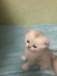 Шиншилове кошеня дівчинка під бронь