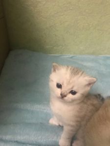 Шиншилове кошеня дівчинка під бронь