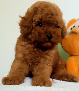 мальчик той пудель