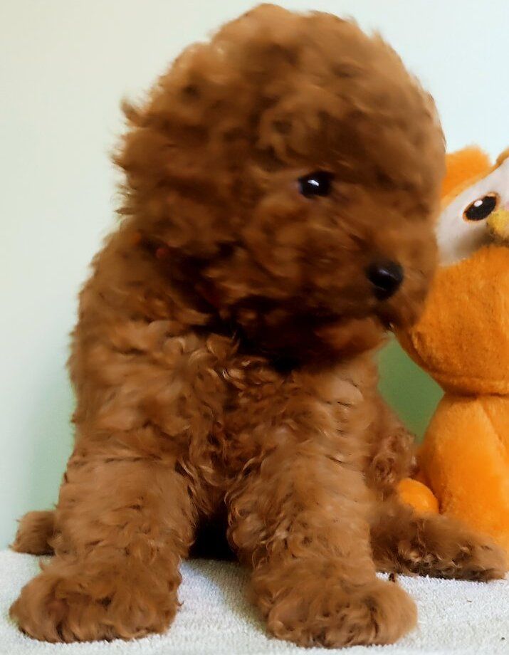 мальчик той пудель