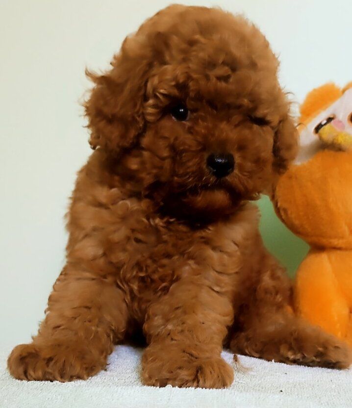 мальчик той пудель