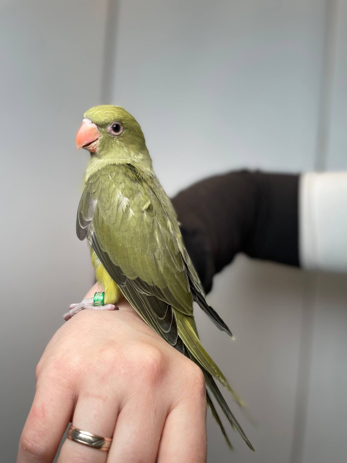 Намистовий папуга ручні викормиші, ожереловий, кільчастий, крамера з документами та днк