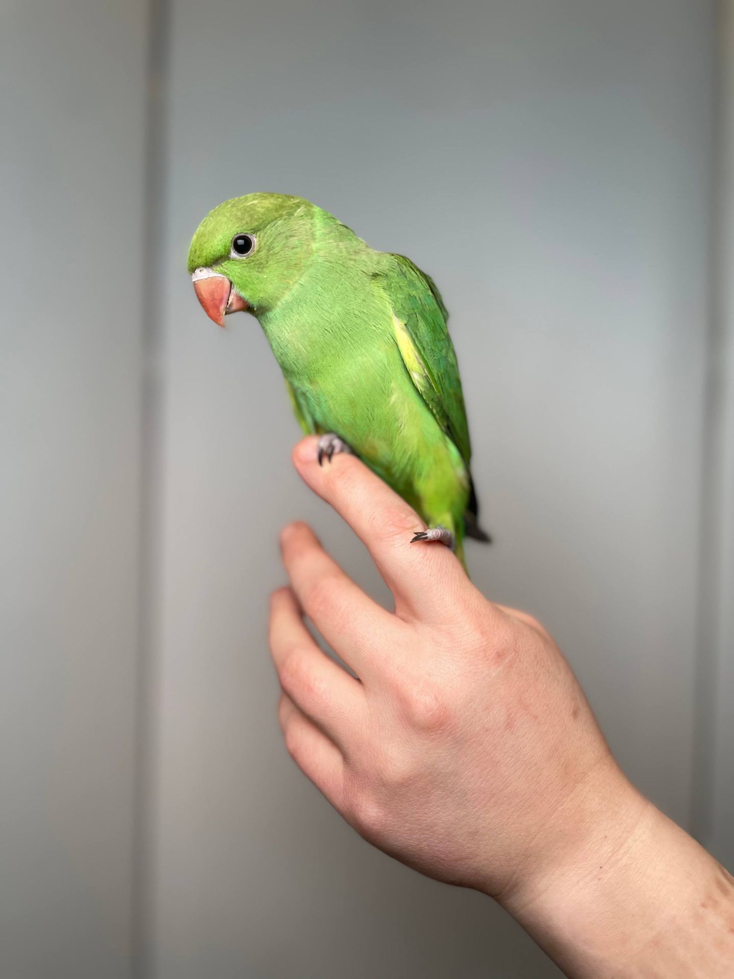 Намистовий папуга ручні викормиші, ожереловий, кільчастий, крамера з документами та днк