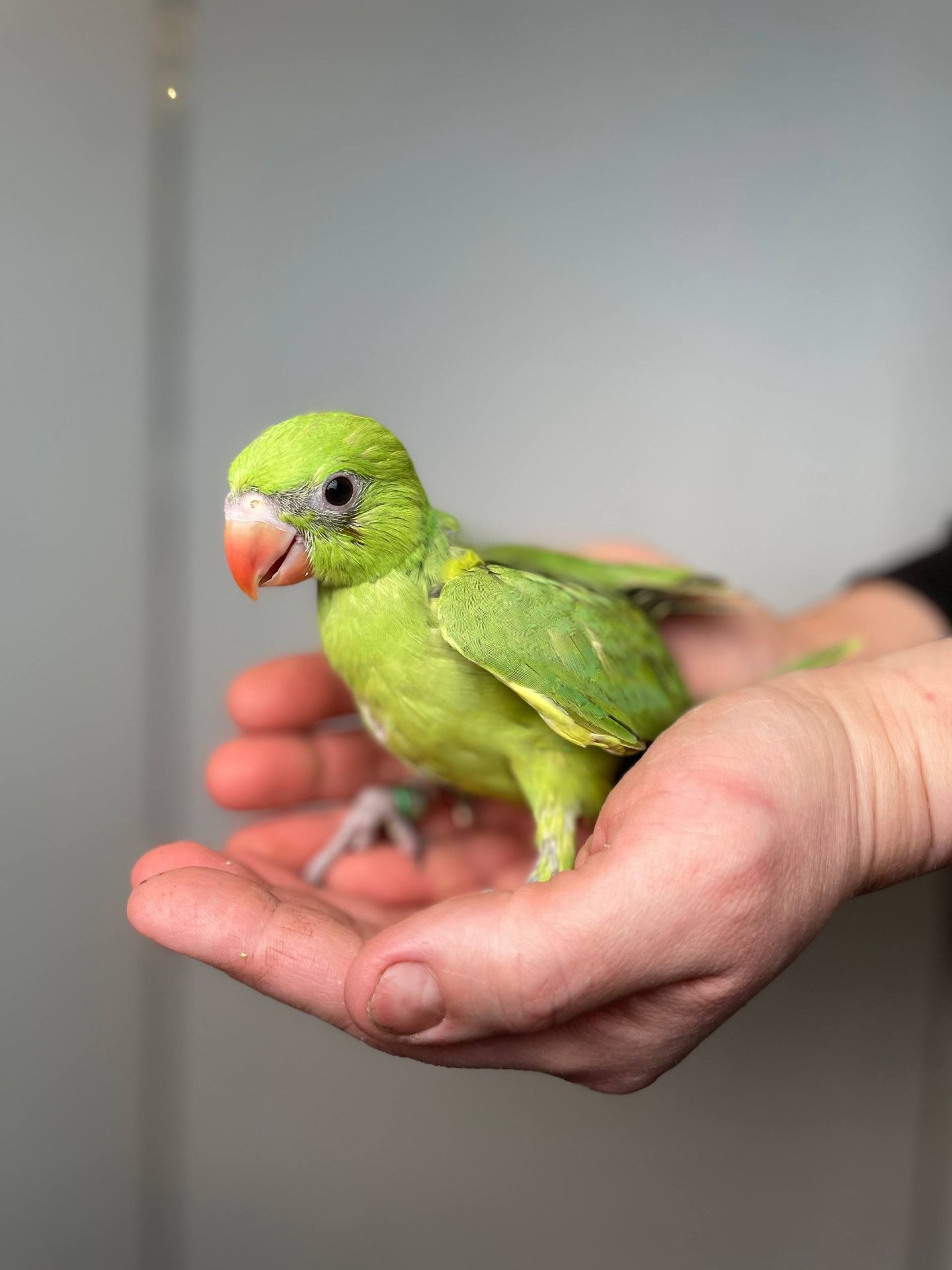 Намистовий папуга ручні викормиші, ожереловий, кільчастий, крамера з документами та днк