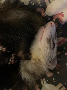 Фретка/тхір/харьок разом з кліткою