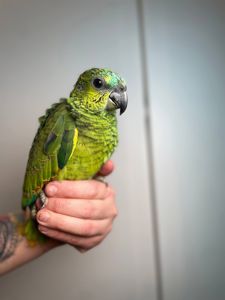 Синьолобий розмовляючий амазон, жовтоплечий амазон, ручний викормиш з кільцем та ДНК тестами