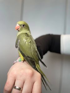 Намистовий папуга ручні викормиші, ожереловий, кільчастий, крамера з документами та днк