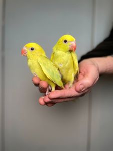 Намистовий папуга ручні викормиші, ожереловий, кільчастий, крамера з документами та днк