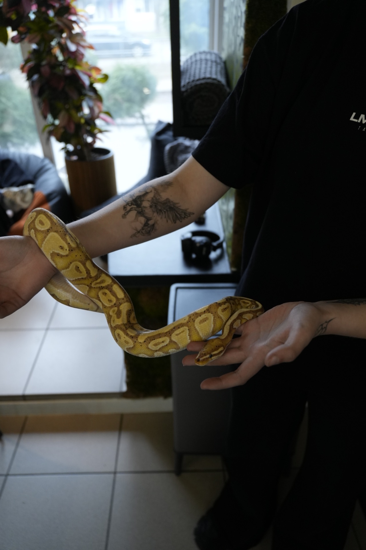 Королівський пітон