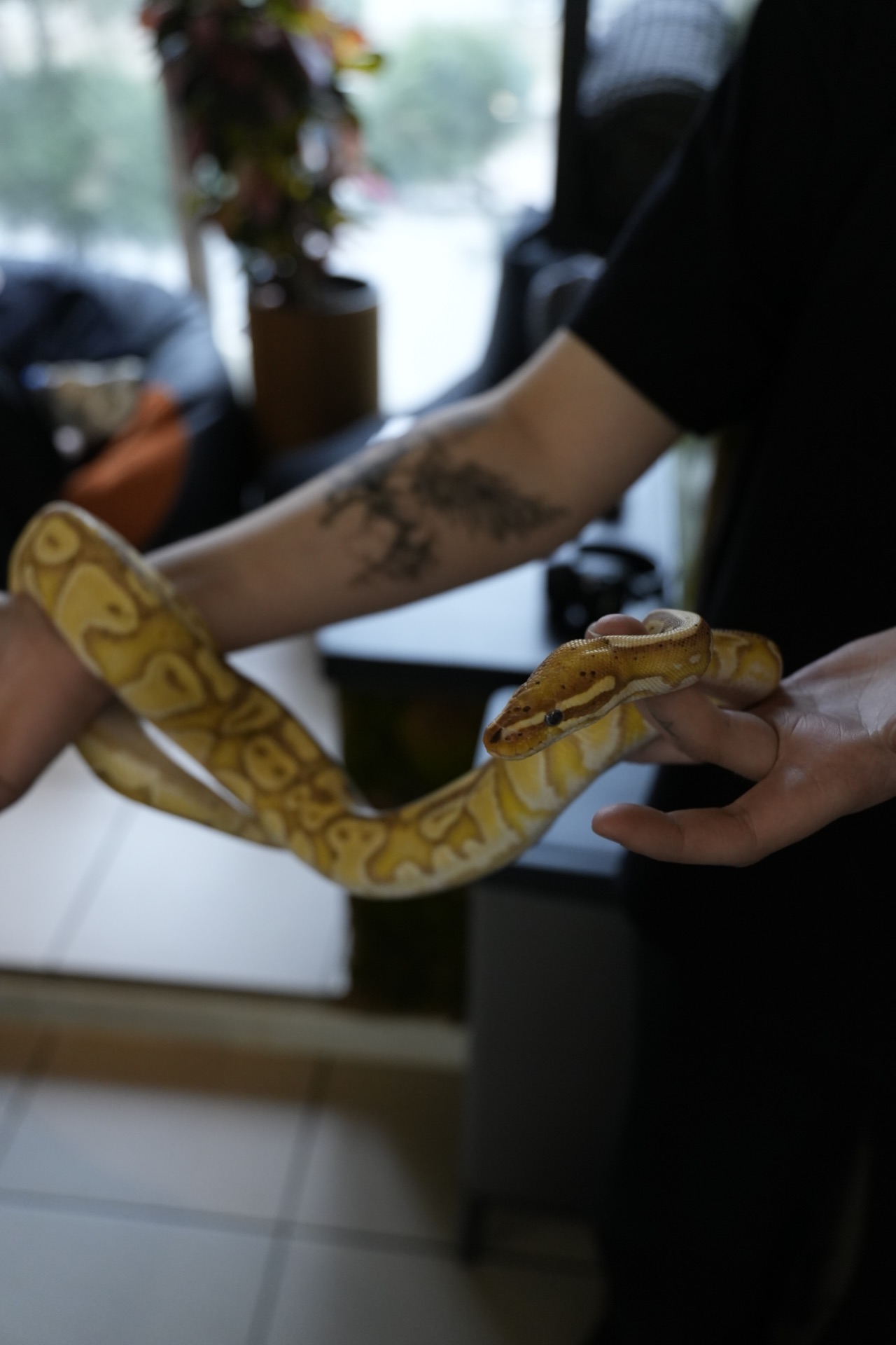 Королівський пітон