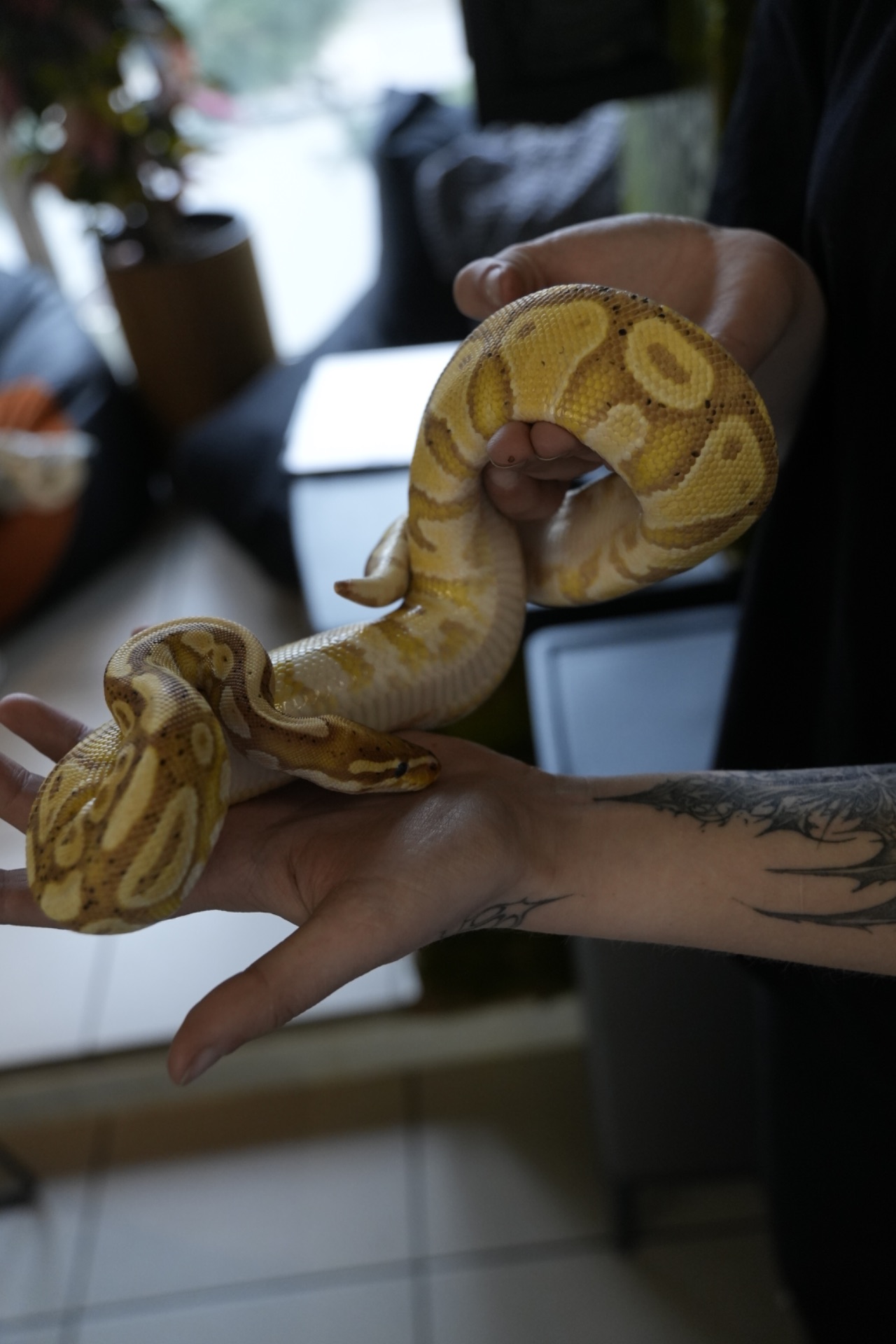 Королівський пітон