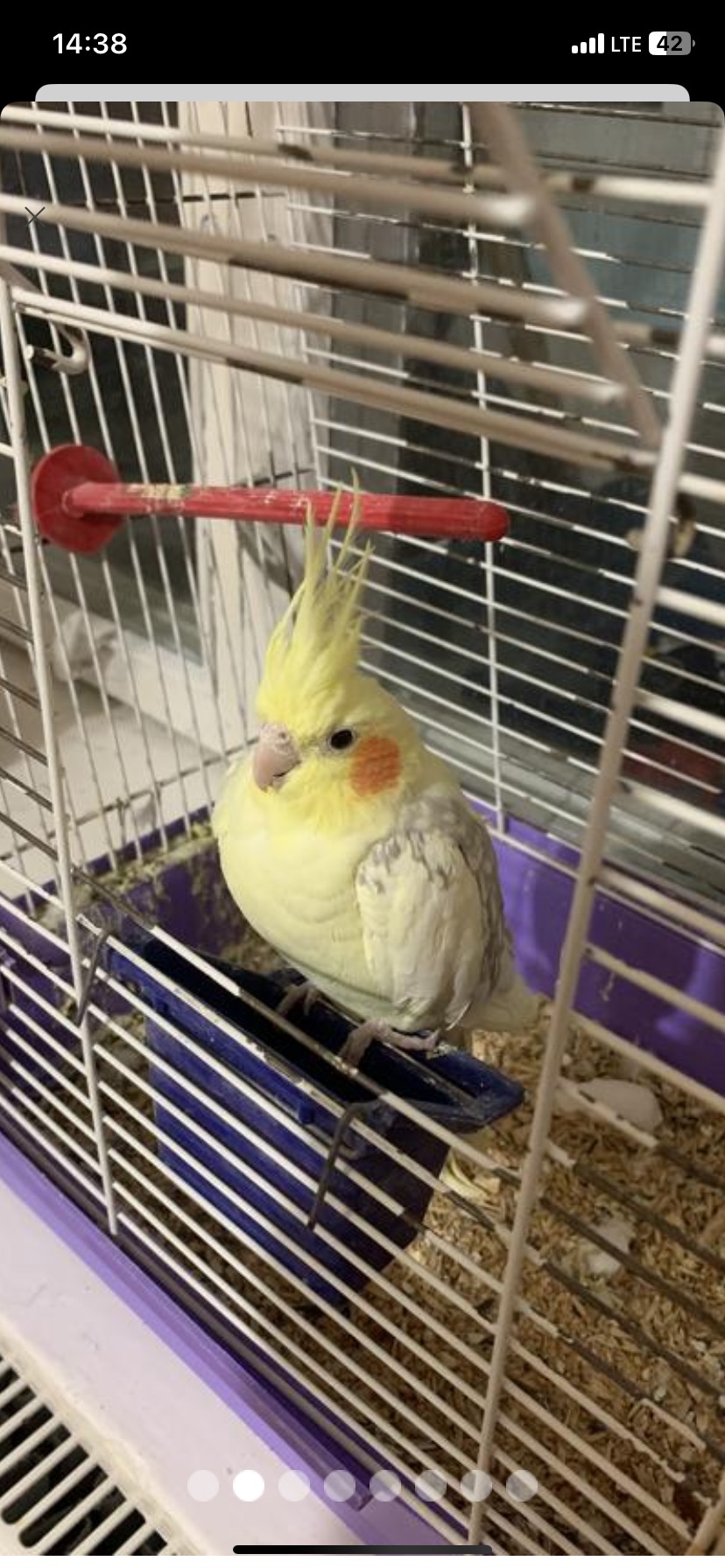 Корели, пара