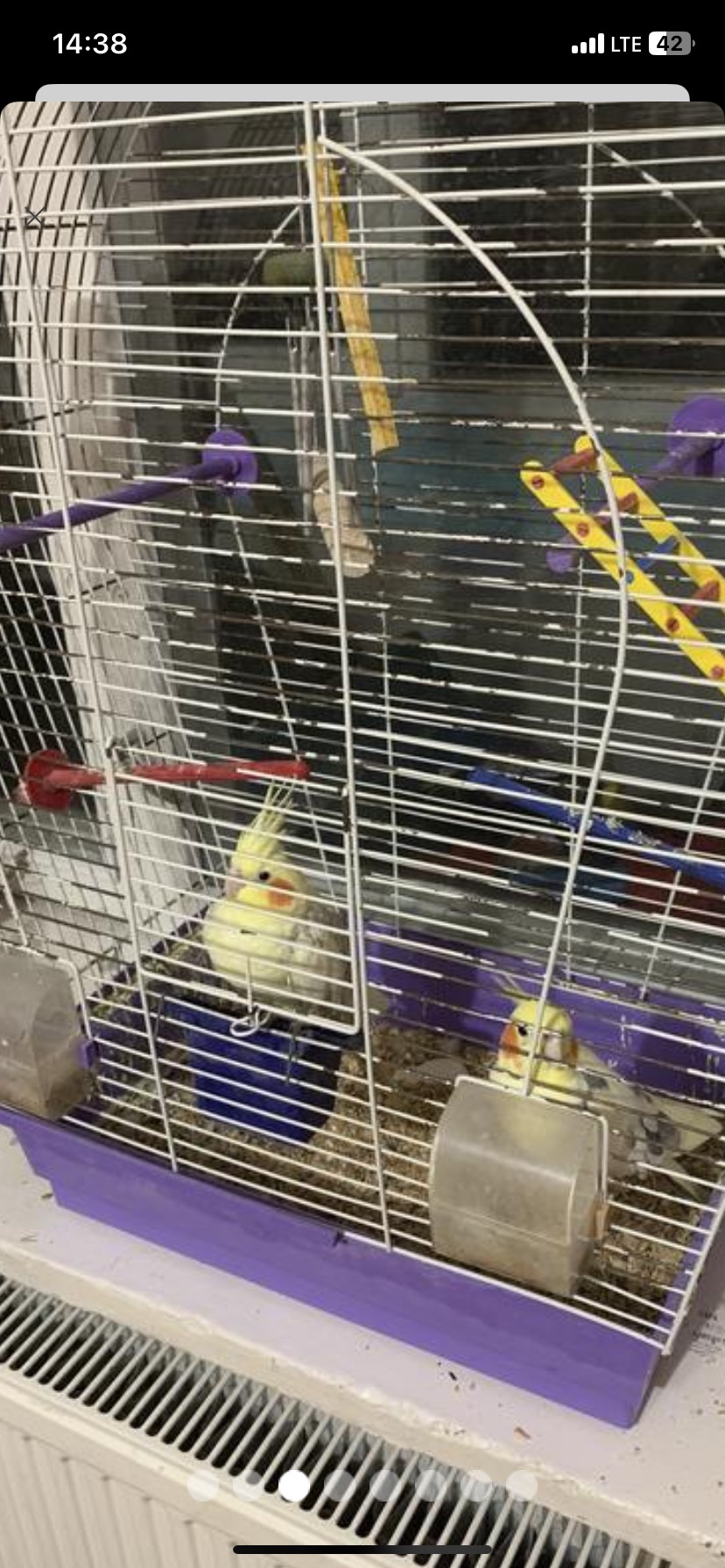 Корели, пара