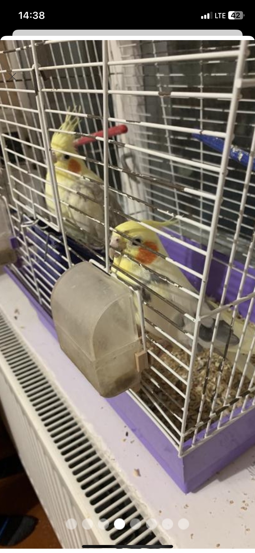 Корели, пара