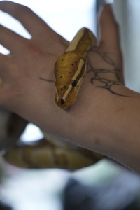 Королівський пітон