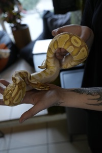 Королівський пітон