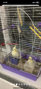 Корели, пара