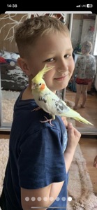 Корели, пара